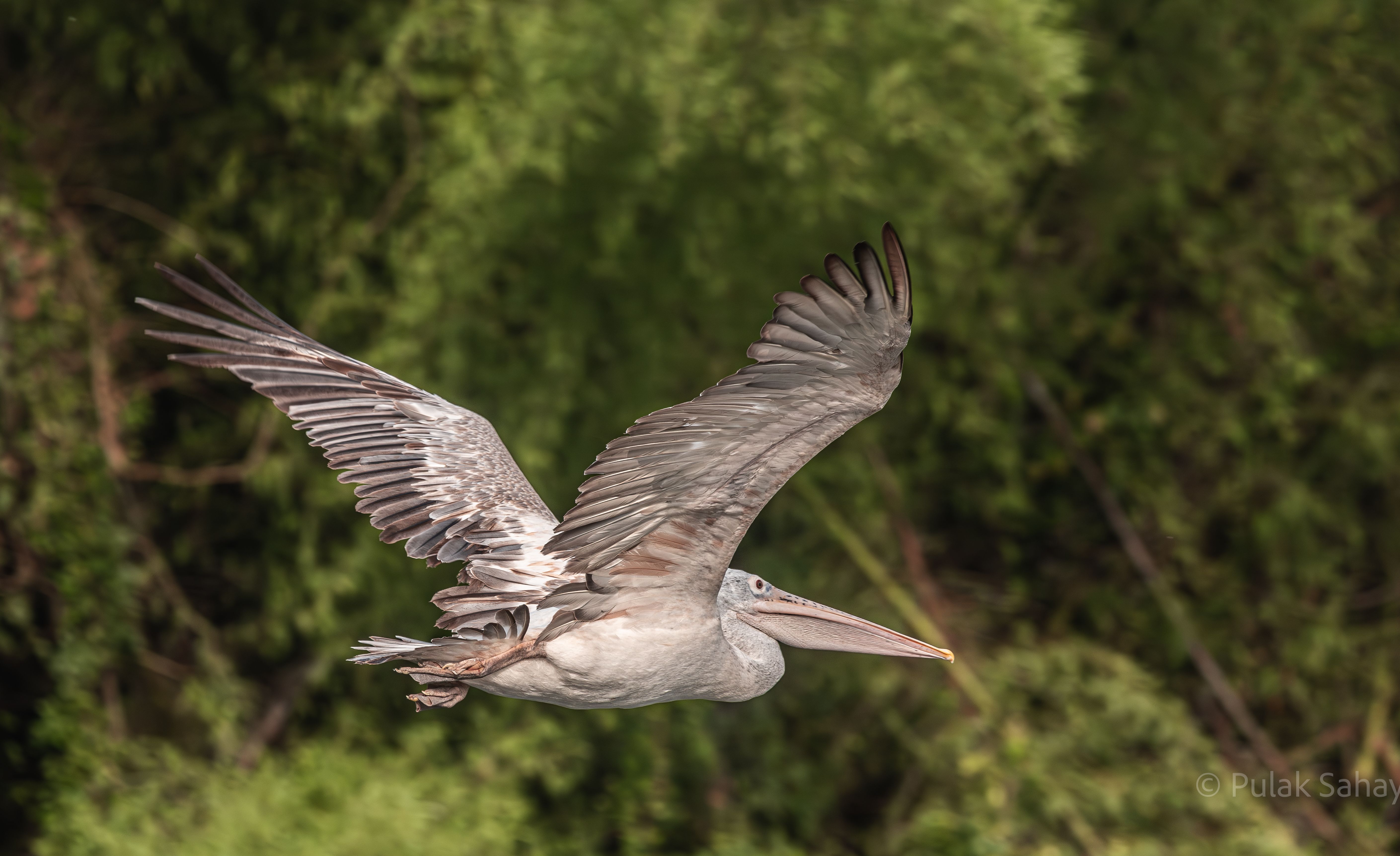 Pelican flying